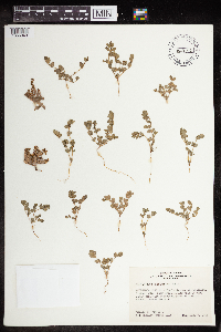 Euphorbia prostrata image