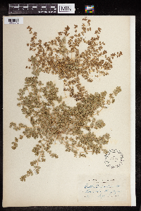 Euphorbia prostrata image