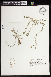 Euphorbia prostrata image