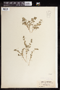 Euphorbia prostrata image