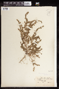 Euphorbia prostrata image