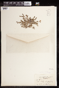 Euphorbia prostrata image
