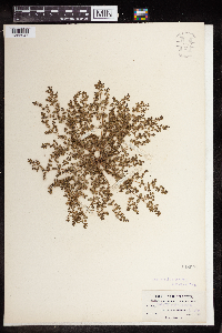 Euphorbia prostrata image