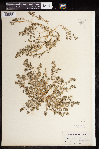 Euphorbia prostrata image