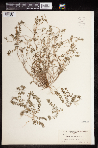 Euphorbia prostrata image