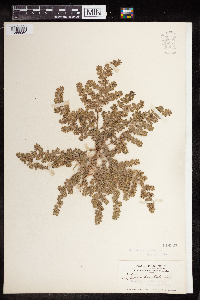 Euphorbia prostrata image