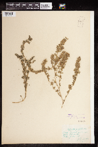 Euphorbia prostrata image