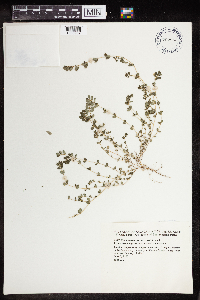 Euphorbia prostrata image