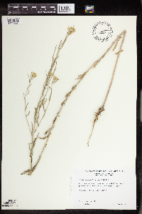 Sambucus racemosa image