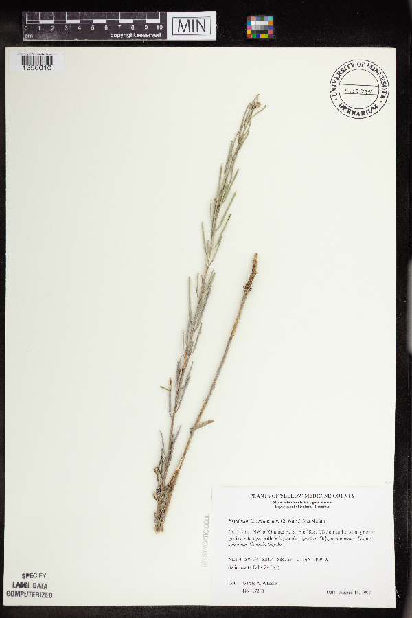 Erysimum inconspicuum image