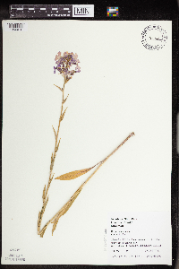Hesperis matronalis image