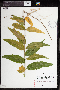 Hesperis matronalis image