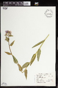 Hesperis matronalis image
