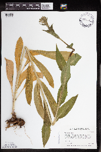 Hesperis matronalis image