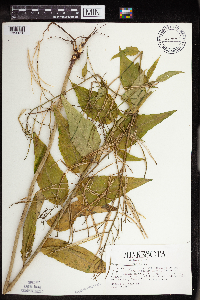 Hesperis matronalis image