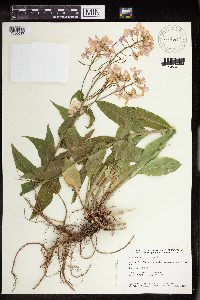 Hesperis matronalis image