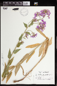 Hesperis matronalis image