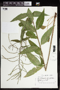 Hesperis matronalis image