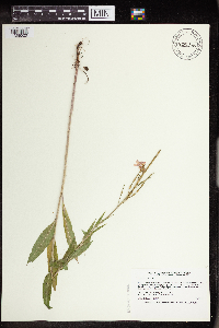 Hesperis matronalis image