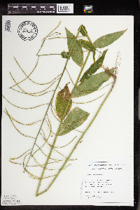 Hesperis matronalis image