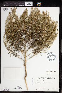 Lepidium densiflorum image