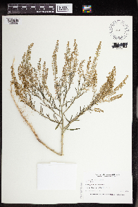 Lepidium densiflorum image