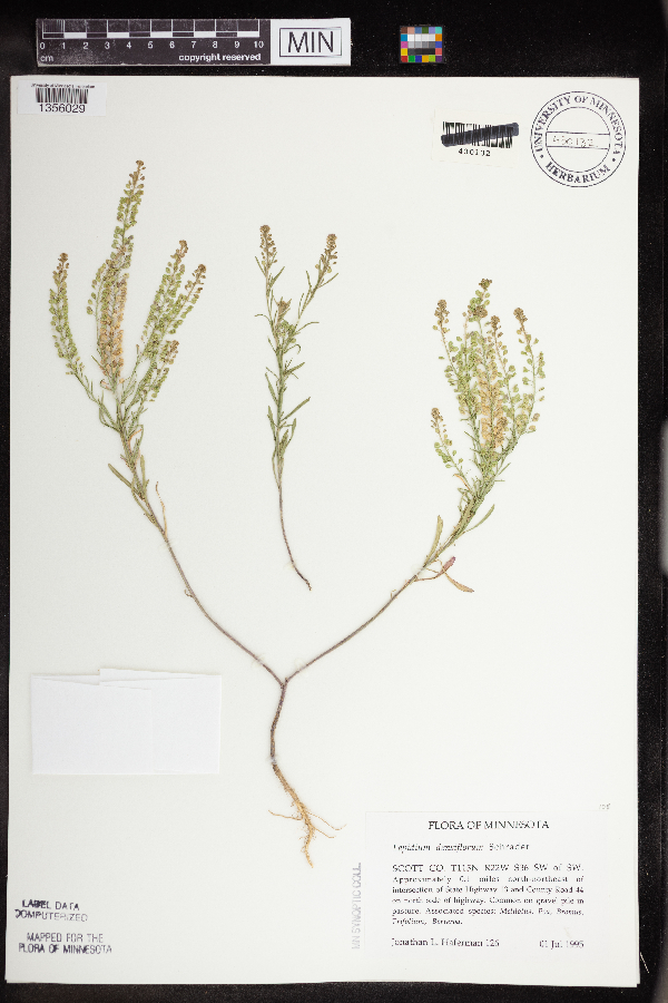 Lepidium densiflorum image