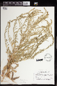 Lepidium densiflorum image