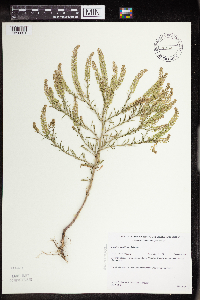 Lepidium densiflorum image