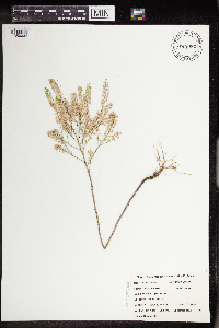 Lepidium densiflorum image