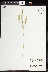 Lepidium densiflorum image