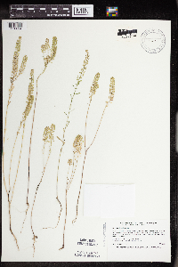 Lepidium densiflorum image