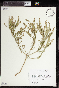 Lepidium densiflorum image