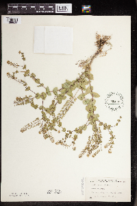 Lepidium perfoliatum image