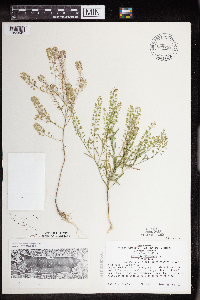 Lepidium virginicum image