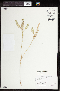 Lepidium virginicum image