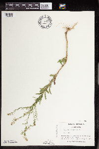 Lepidium virginicum image