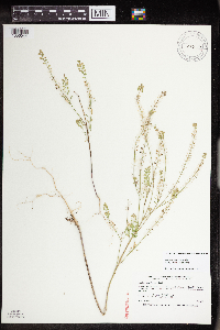 Lepidium virginicum image