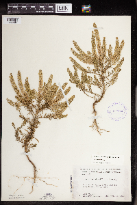 Lepidium virginicum image