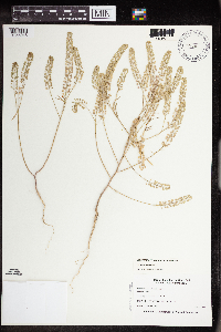 Lepidium virginicum image