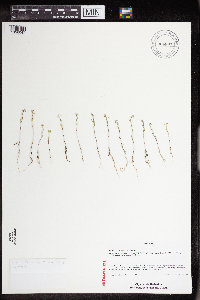 Lepidium virginicum image