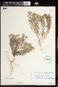 Lobularia maritima image