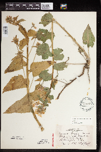 Lunaria annua image