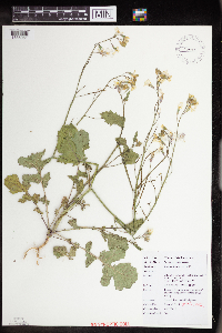 Raphanus raphanistrum image