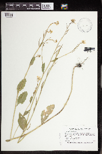 Sinapis arvensis image