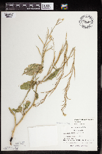 Sinapis arvensis image
