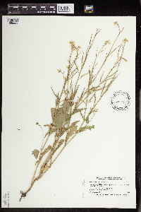 Sinapis arvensis image