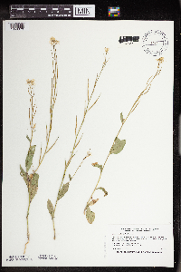 Sinapis arvensis image