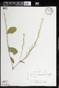 Sinapis arvensis image