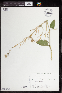 Sinapis arvensis image